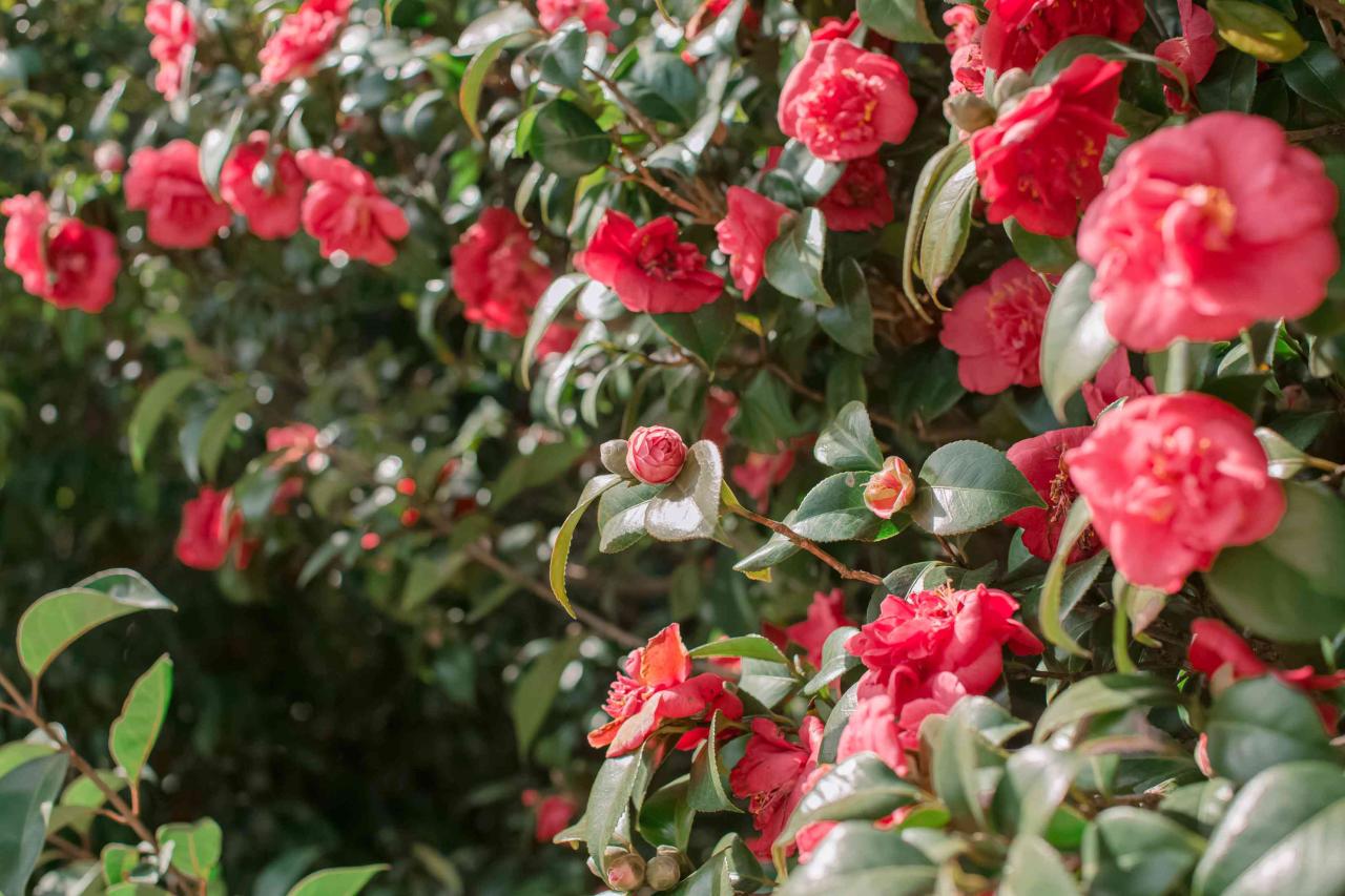 Camellia: Plant Care and Growing Guide