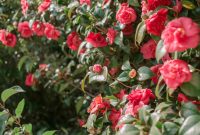 Camellia: Plant Care and Growing Guide