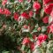 Camellia: Plant Care and Growing Guide