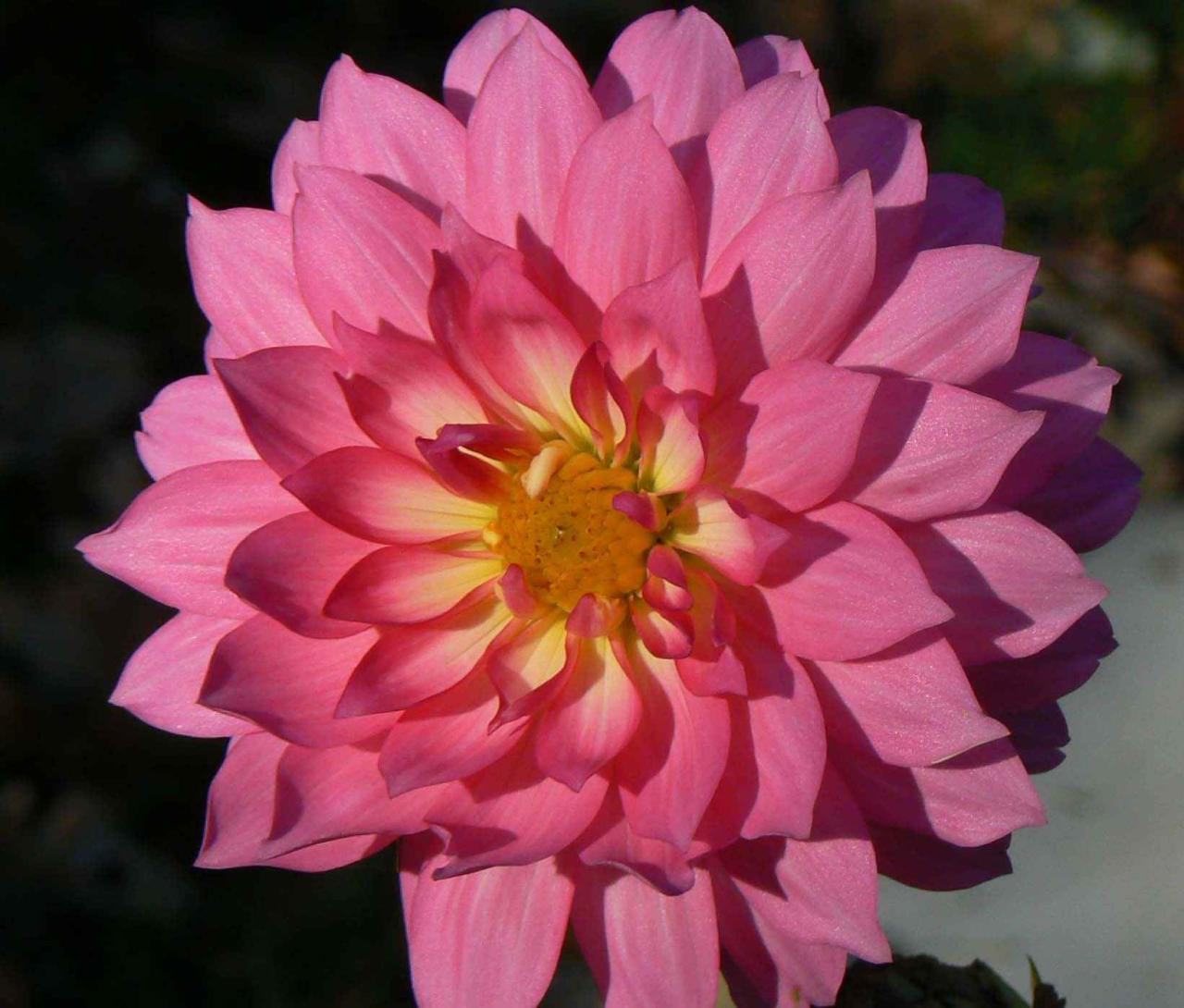Free picture: dahlia, flower, petals, pink, dahlia