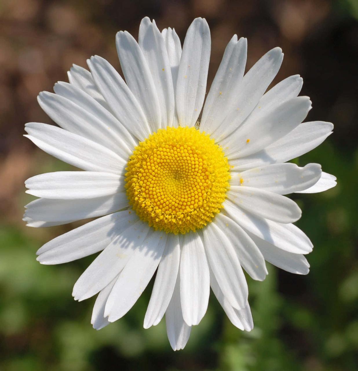 Top 25 Most Beautiful Daisy Flowers