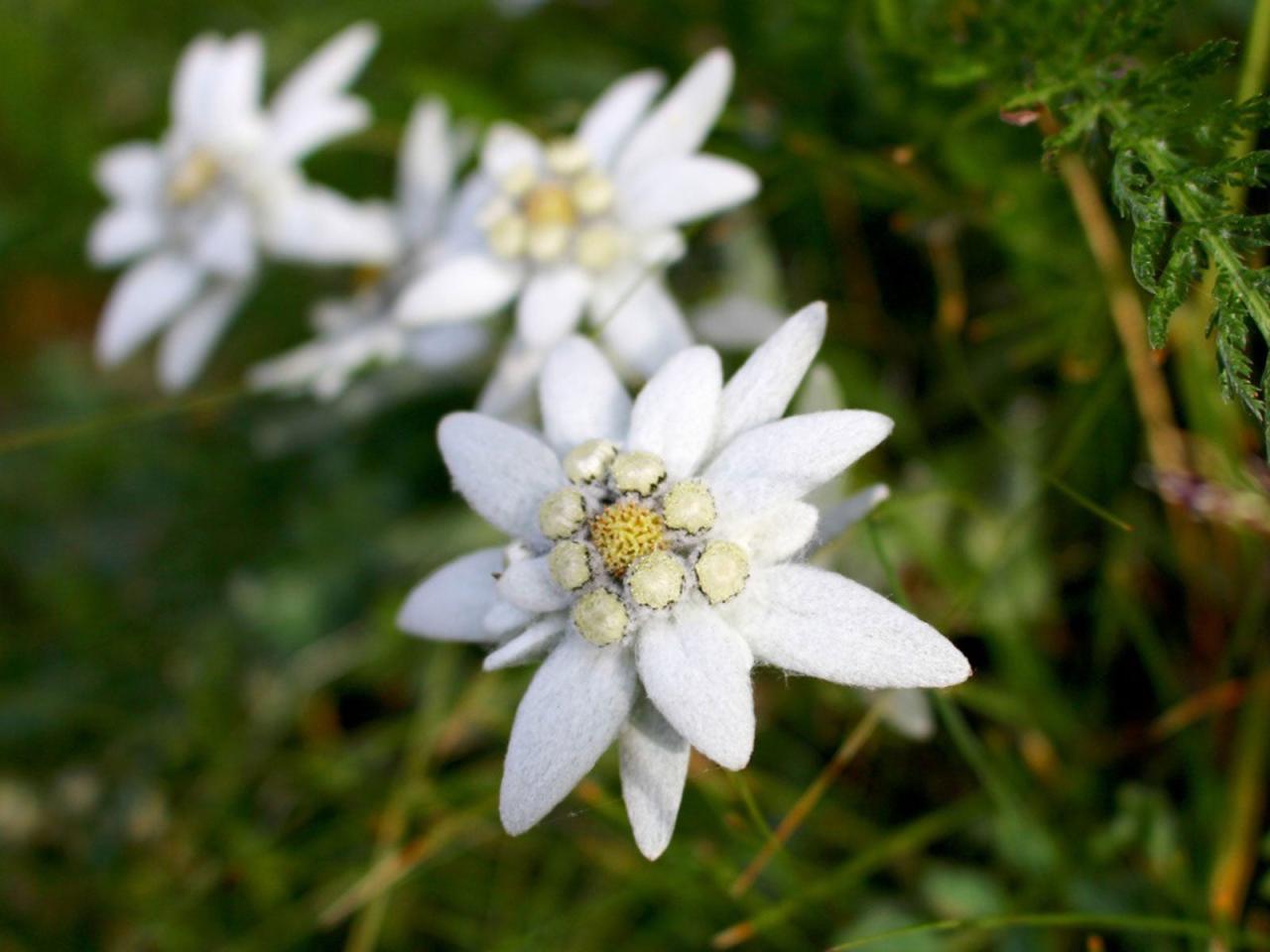 Growing Edelweiss - Information On The Care Of Edelweiss Plants