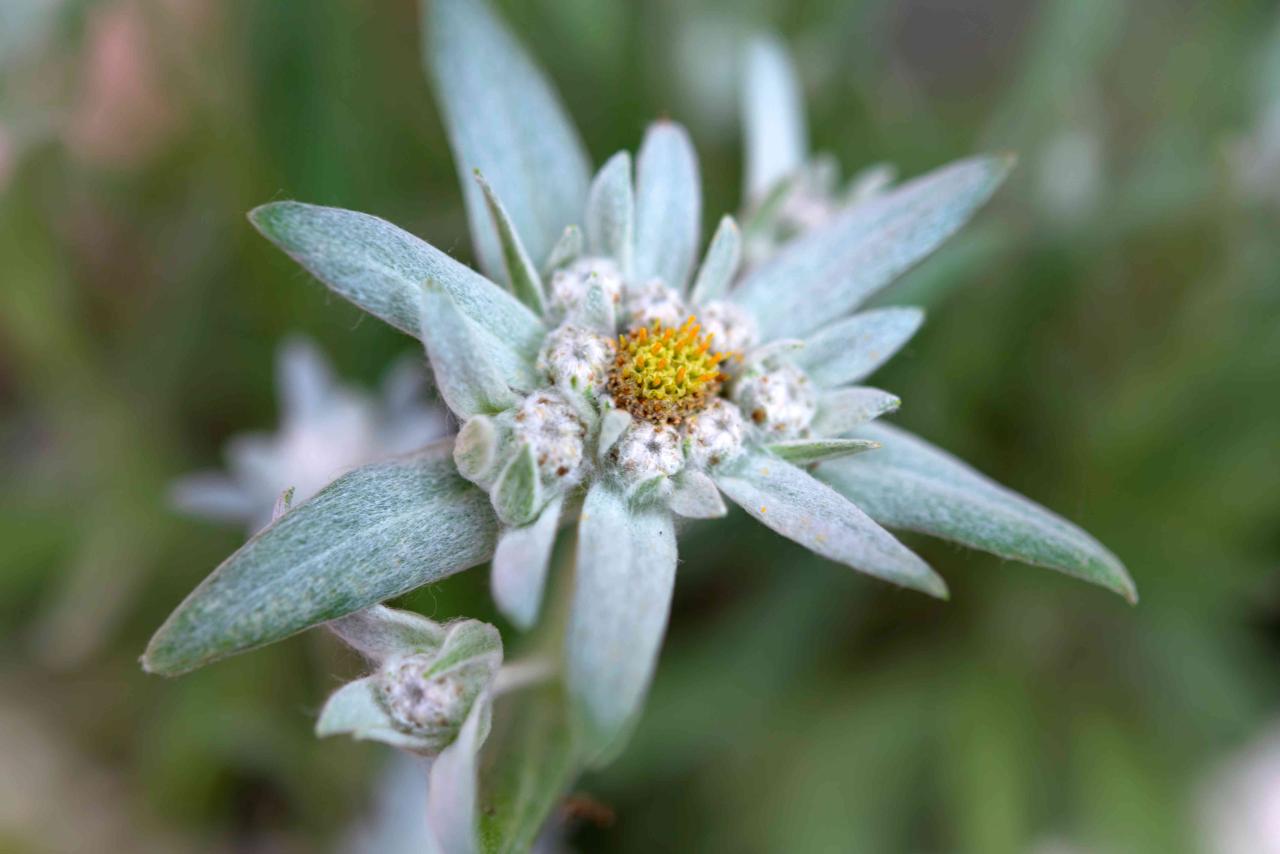 How to Grow and Care for Edelweiss Flower