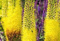 Foxtail Lilies - (Eremurus) Planting Guide – Easy To Grow Bulbs