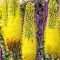 Foxtail Lilies - (Eremurus) Planting Guide – Easy To Grow Bulbs