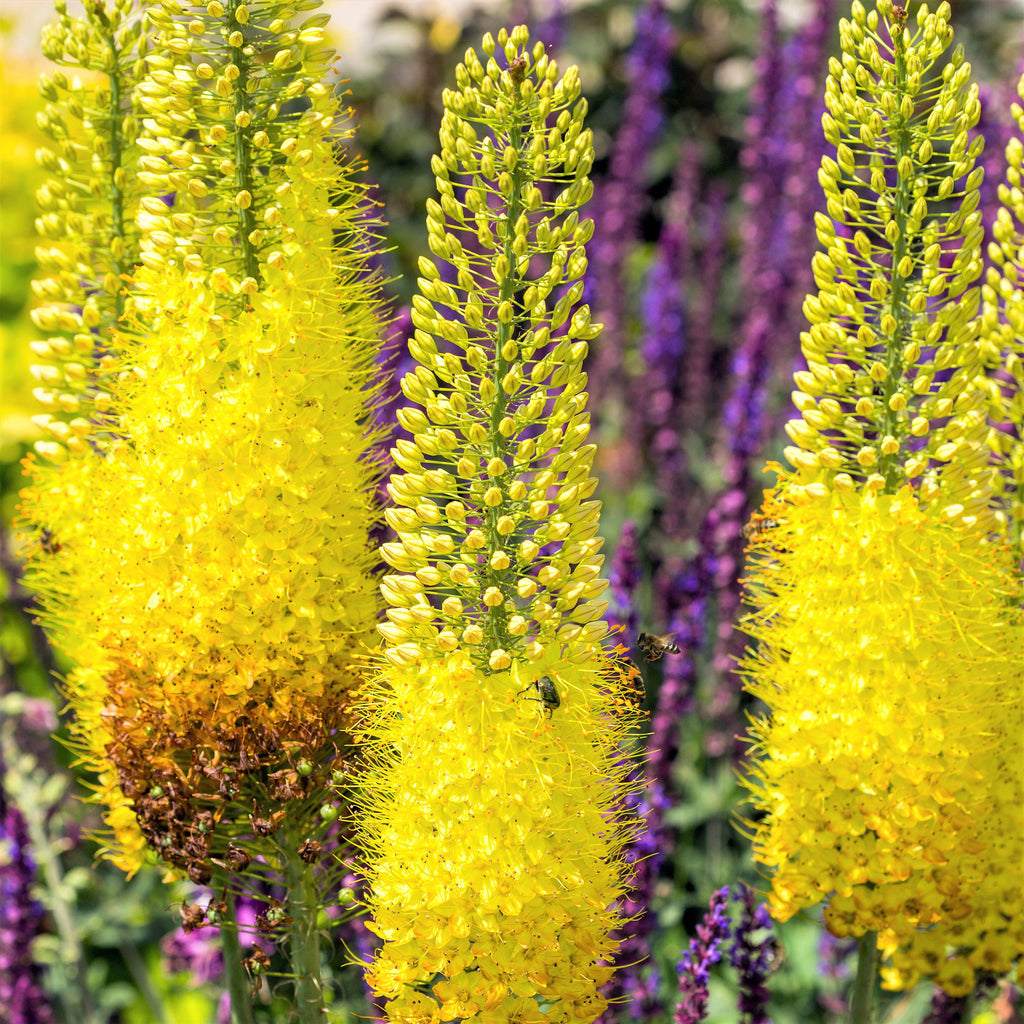 Foxtail Lilies - (Eremurus) Planting Guide – Easy To Grow Bulbs