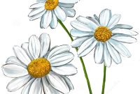Download Blooming Daisy Flower Picture | Wallpapers.com