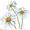 Download Blooming Daisy Flower Picture | Wallpapers.com