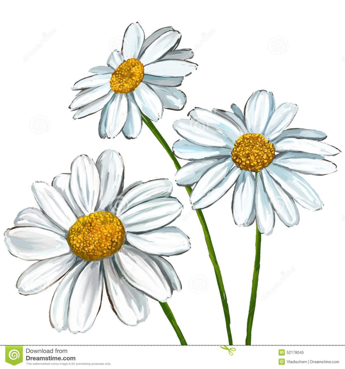 Download Blooming Daisy Flower Picture | Wallpapers.com