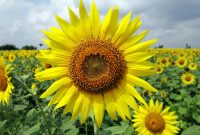 Sunflower Wallpapers Images Photos Pictures Backgrounds