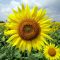 Sunflower Wallpapers Images Photos Pictures Backgrounds