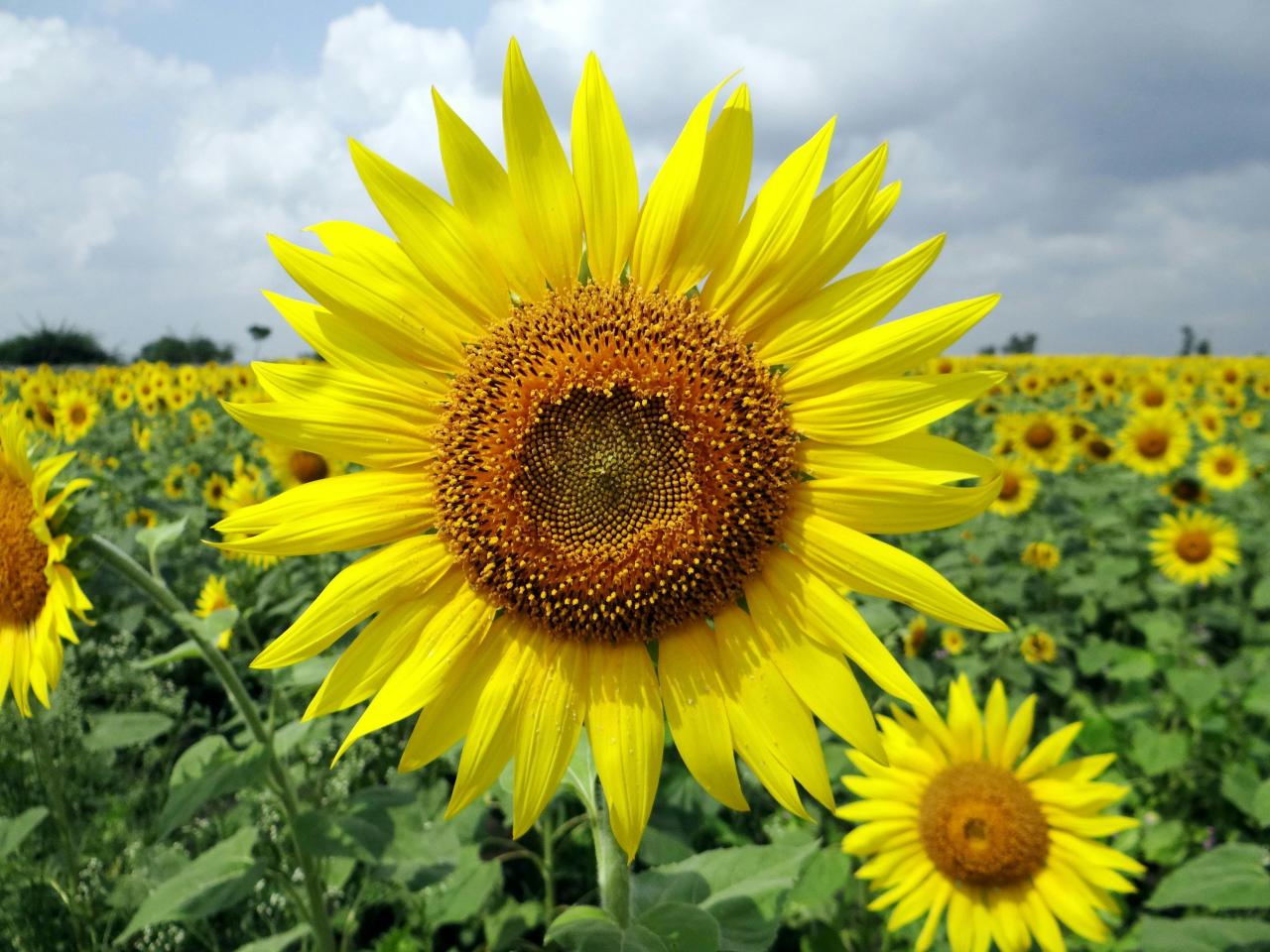 Sunflower Wallpapers Images Photos Pictures Backgrounds