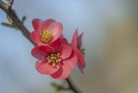 Flowering Quince: Plant Care &amp; Growing Guide
