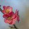 Flowering Quince: Plant Care &amp; Growing Guide