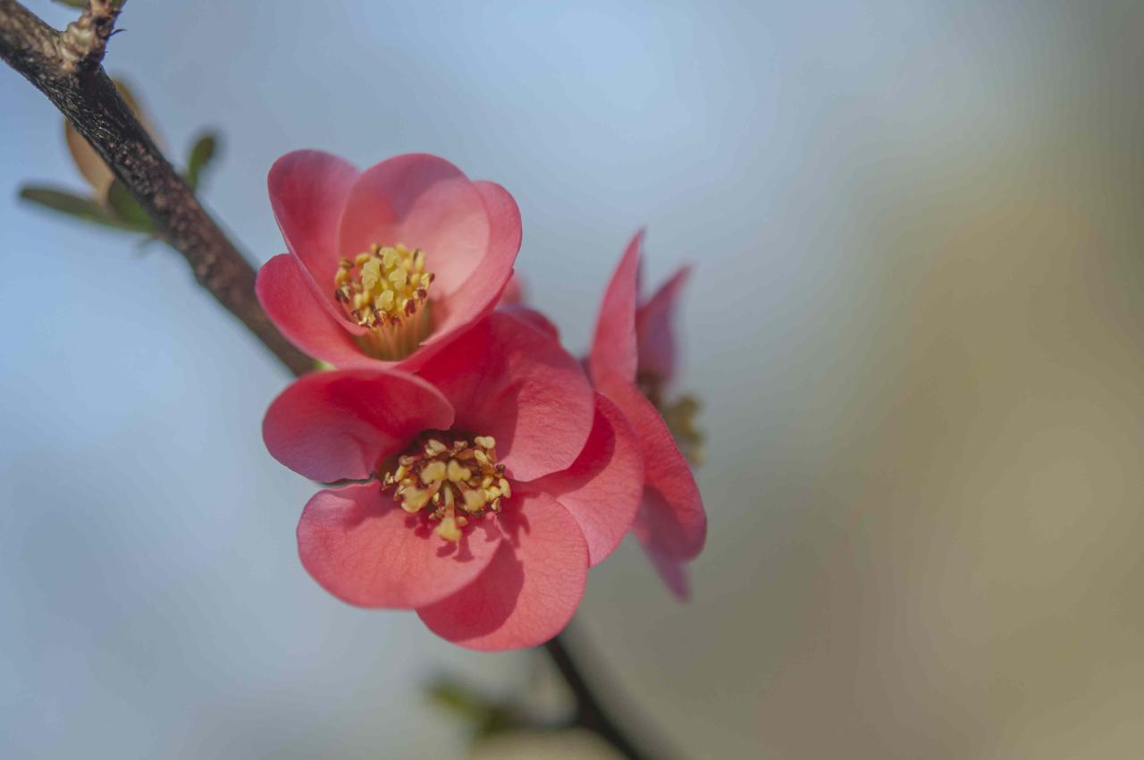 Flowering Quince: Plant Care &amp; Growing Guide