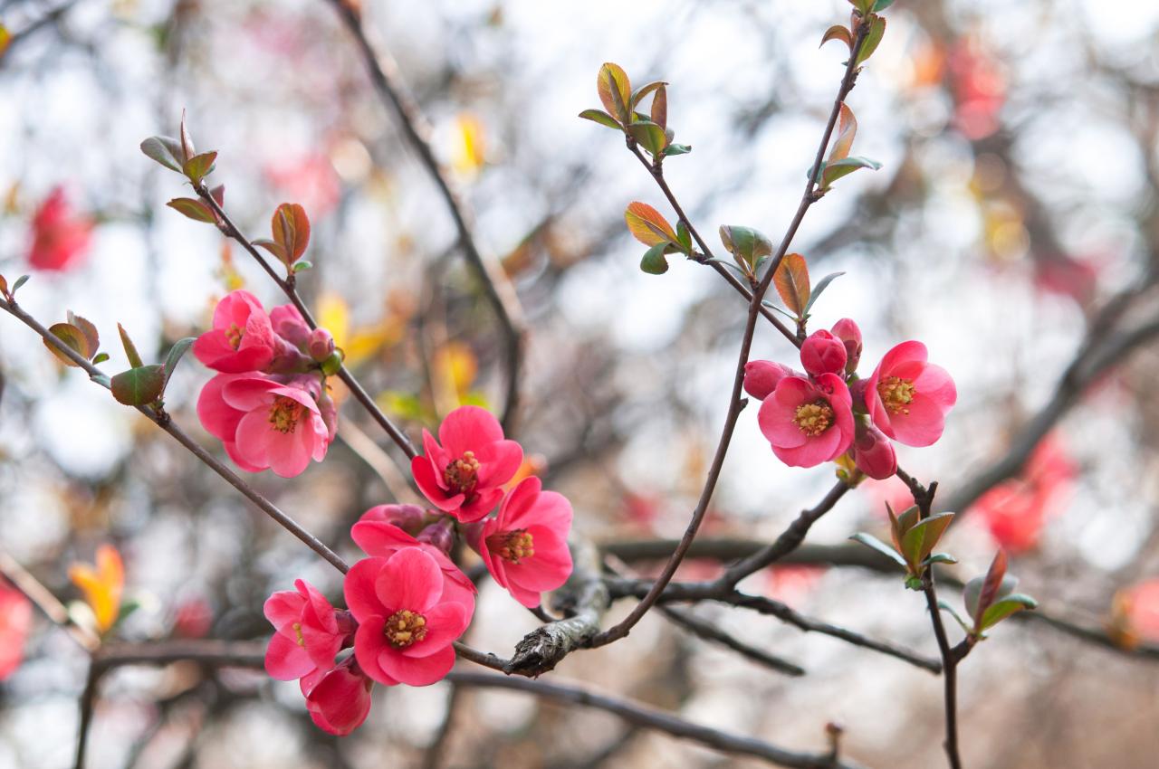 How to Grow and Care for Flowering Quince