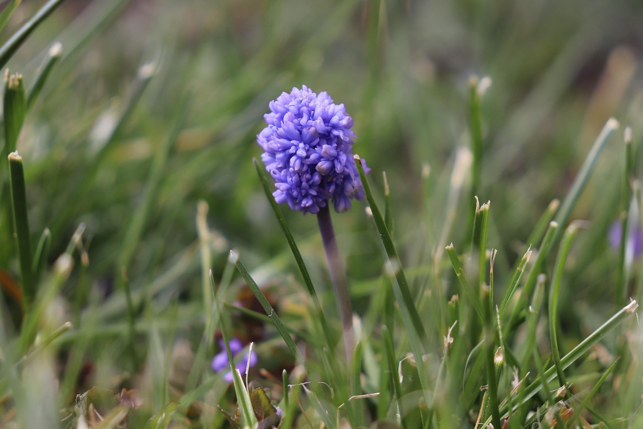 Flowers Hyacinth Flower - Free photo on Pixabay - Pixabay