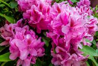 Rhododendron | Definition, Description, Flowers, Major Species, &amp; Facts ...