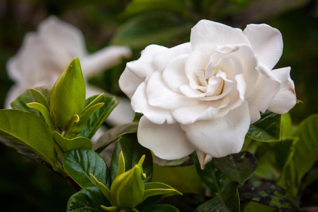 Facts about Gardenias - Flower Press