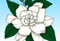 Cold Hardy Gardenia | Fragrant Flowering Shrub – Easy To Grow Bulbs