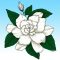 Cold Hardy Gardenia | Fragrant Flowering Shrub – Easy To Grow Bulbs
