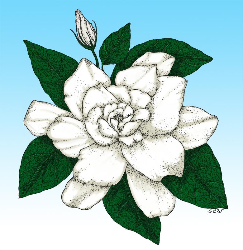 Cold Hardy Gardenia | Fragrant Flowering Shrub – Easy To Grow Bulbs