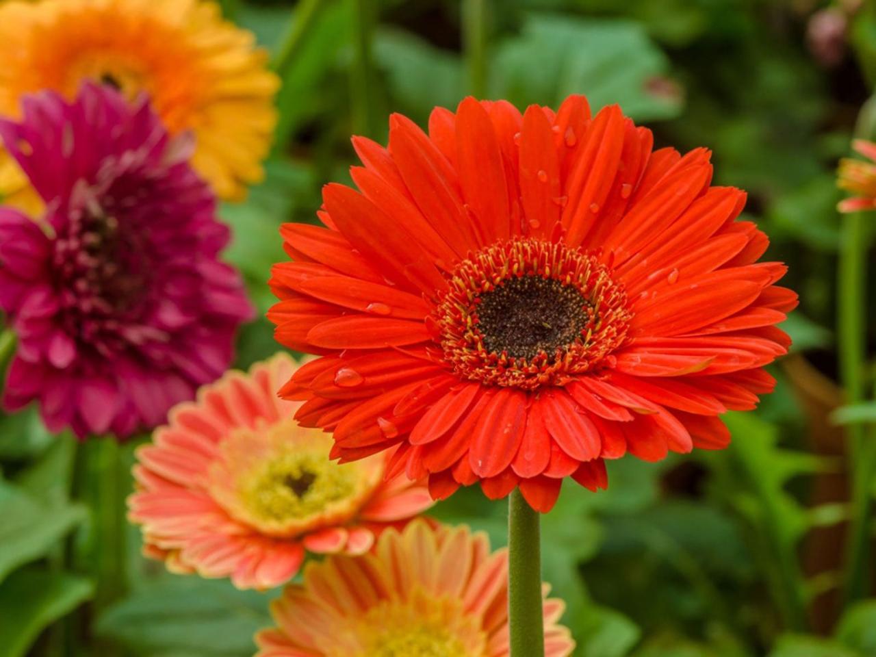 Gerbera Daisy Planting Guide: Growing Gerbera Daisy Flowers