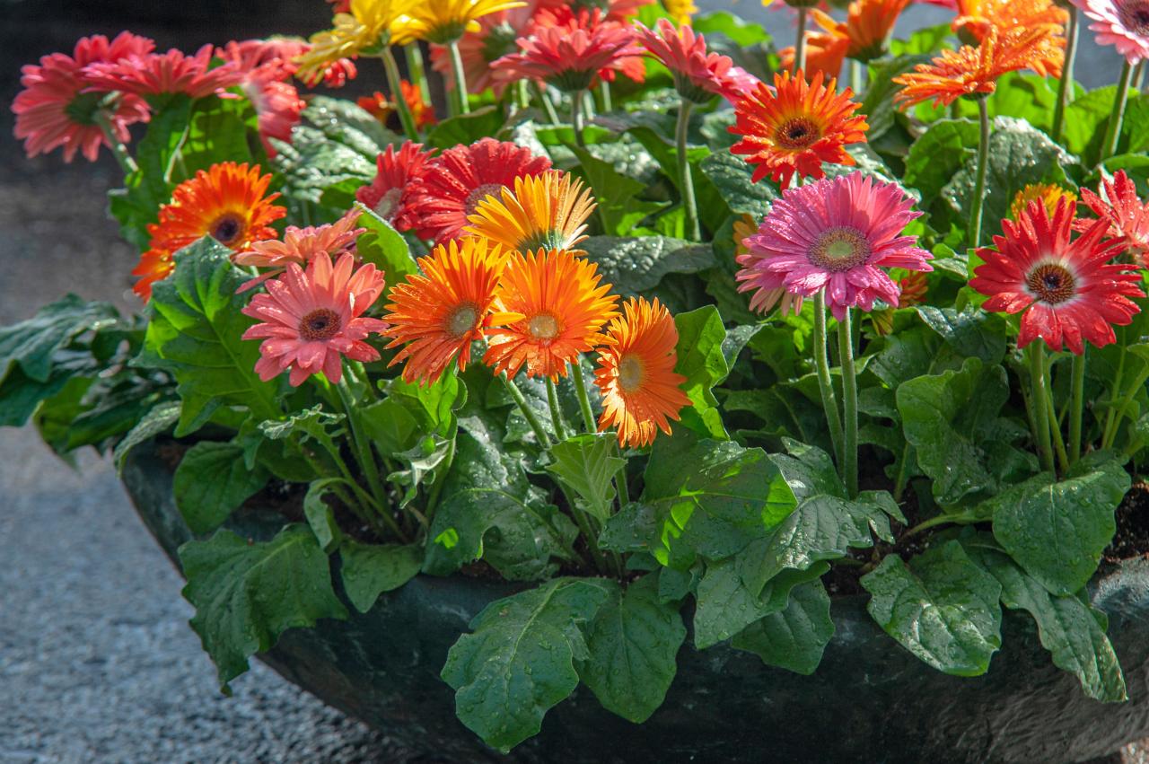 Gerbera Daisy: Plant Care &amp; Growing Guide