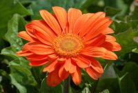 Gerbera Daisy: Plant Care &amp; Growing Guide