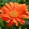 Gerbera Daisy: Plant Care &amp; Growing Guide
