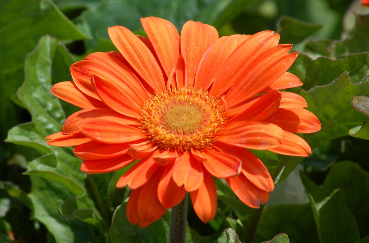 Gerbera Daisy: Plant Care &amp; Growing Guide
