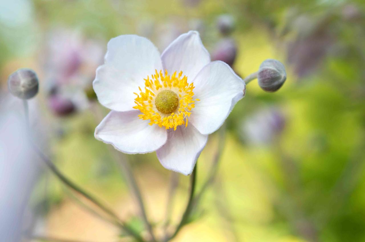 How to Grow and Care for Anemone (Windflower) Plants