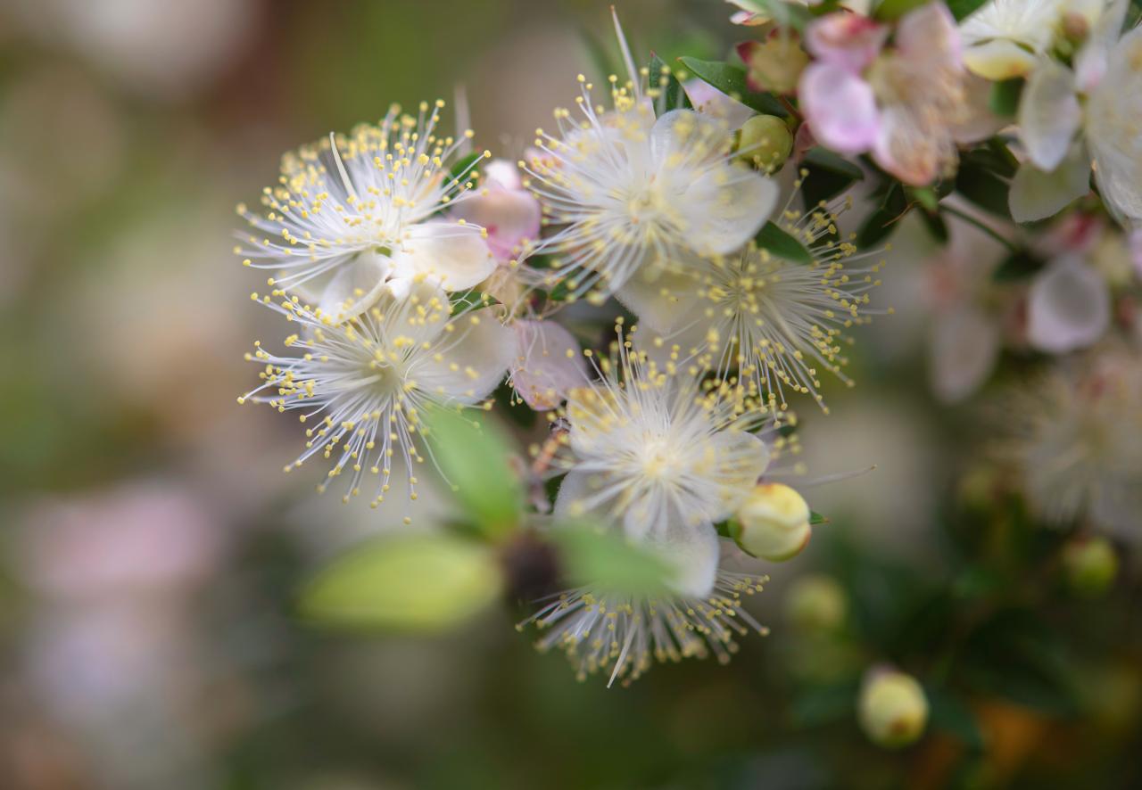 How to Grow and Care for Common Myrtle