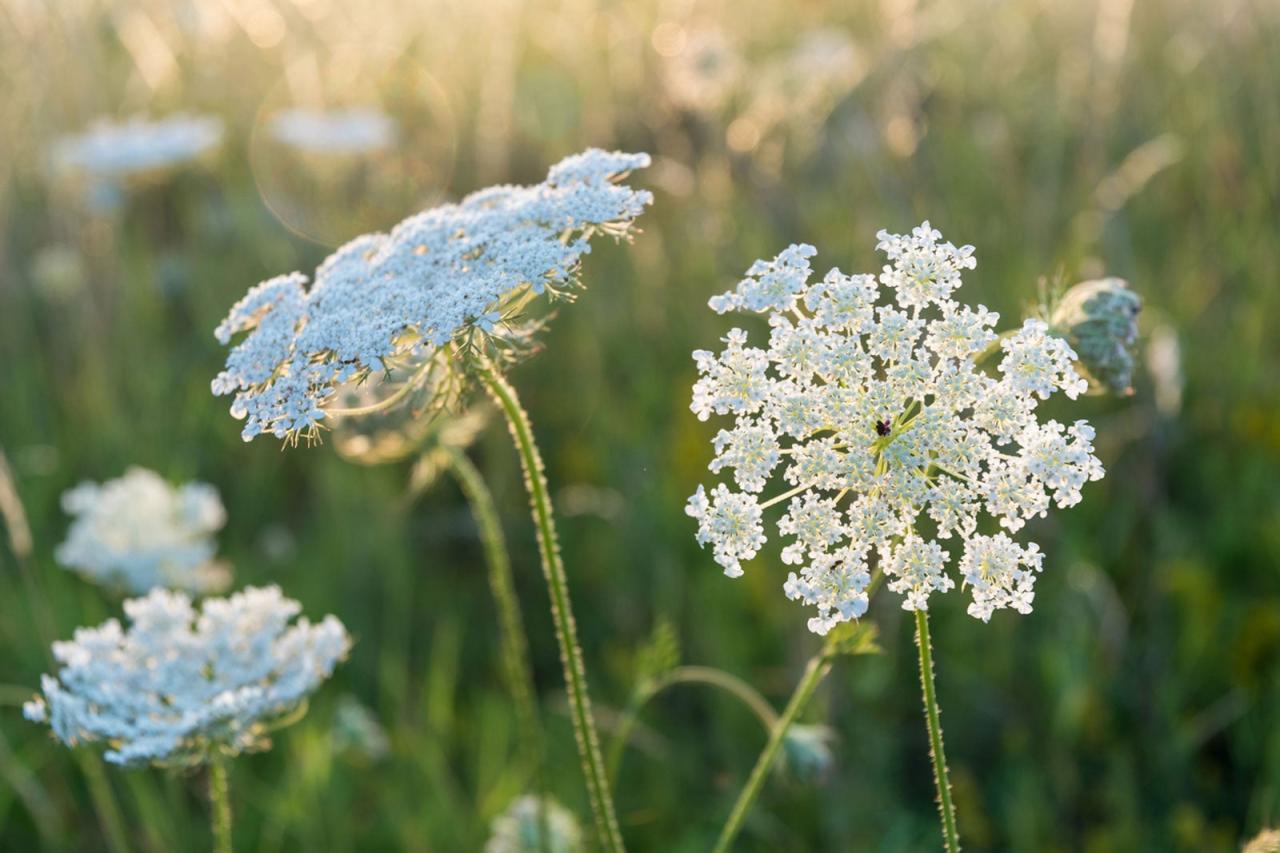 Queen Anne's Lace Herb: Information About Daucus Carota Queen Anne's Lace