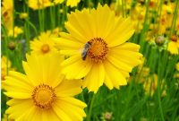 Coreopsis lanceolata Lanceleaf yellow flowering ticksead | Etsy