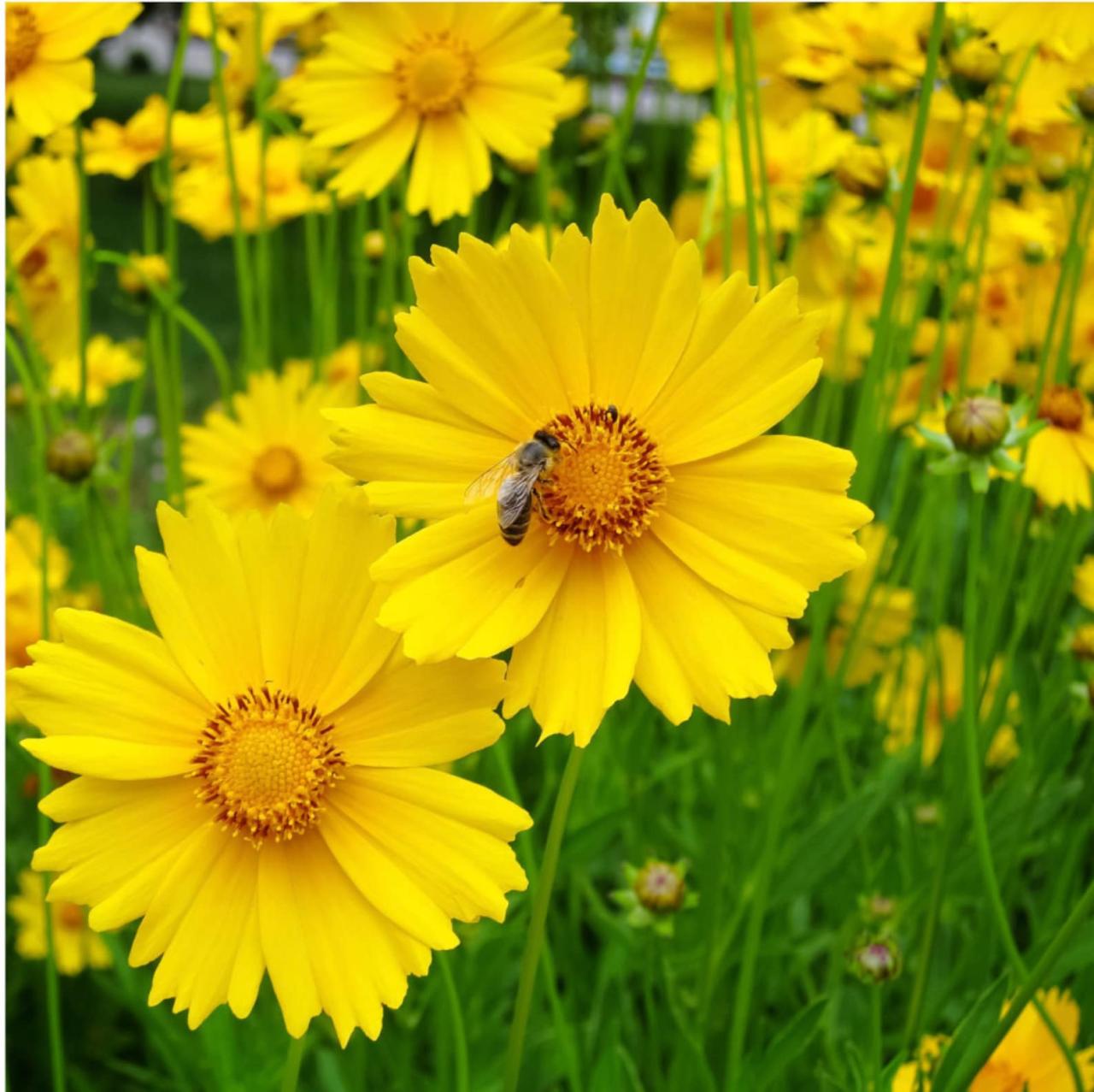 Coreopsis lanceolata Lanceleaf yellow flowering ticksead | Etsy
