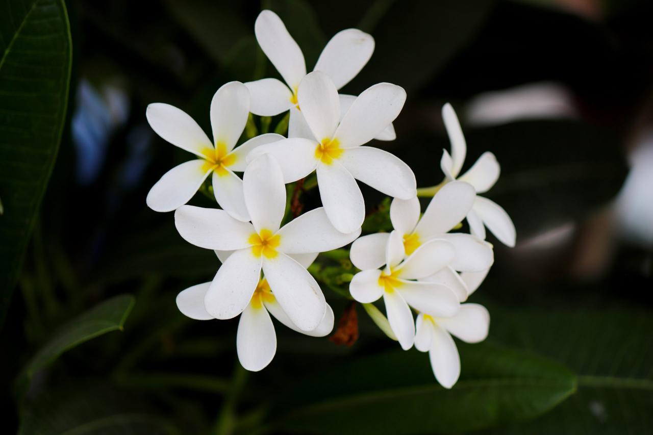 Jasmine: Best Growing Tips and Care Guide For Your House Plant - Plants ...