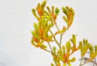 Kangaroo paw flower 3, free photo, #1142373 - FreeImages.com