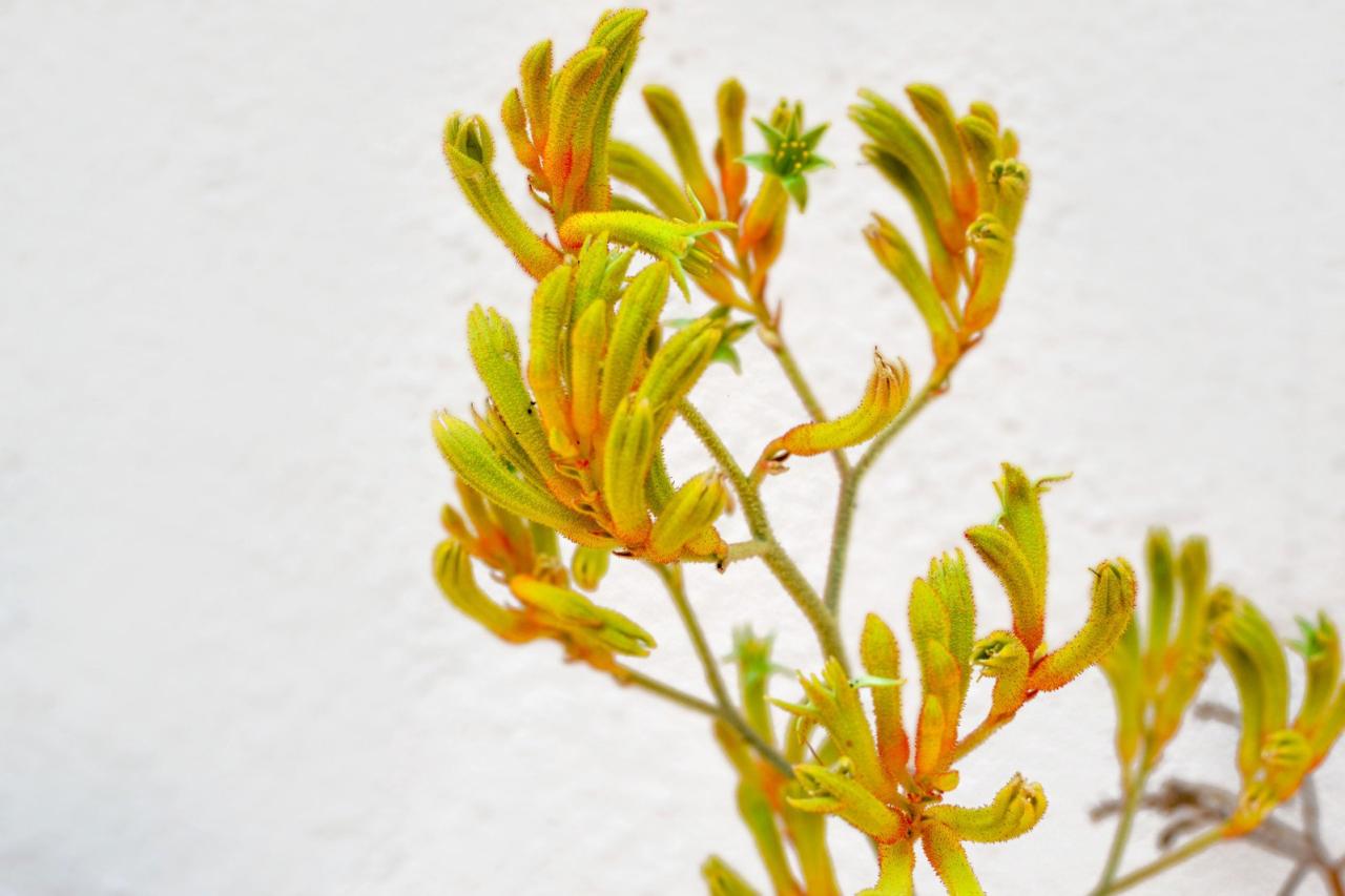 Kangaroo paw flower 3, free photo, #1142373 - FreeImages.com