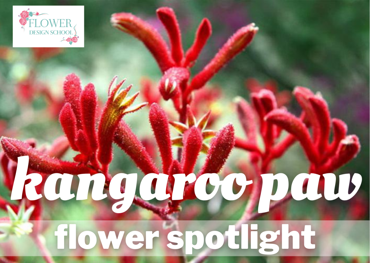 kangaroo paw | Flower Design School