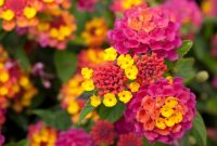 Propagating Lantana Plants - Growing Lantana Seeds And Cuttings