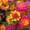 Propagating Lantana Plants - Growing Lantana Seeds And Cuttings