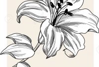 14 Stunning Lily Varieties to Plant