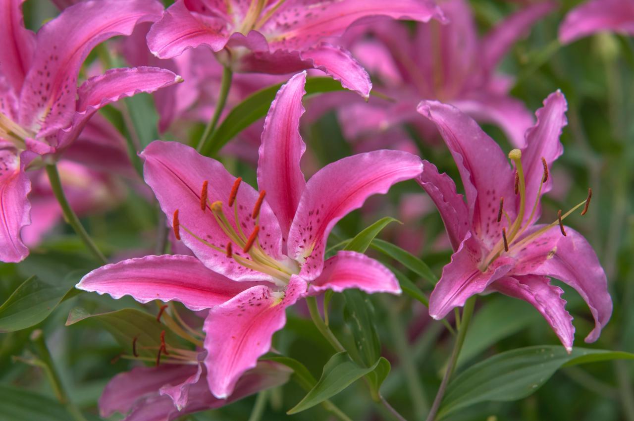 Lilies: How to Plant, Grow, and Care for Lily Flowers | The Old Farmer ...