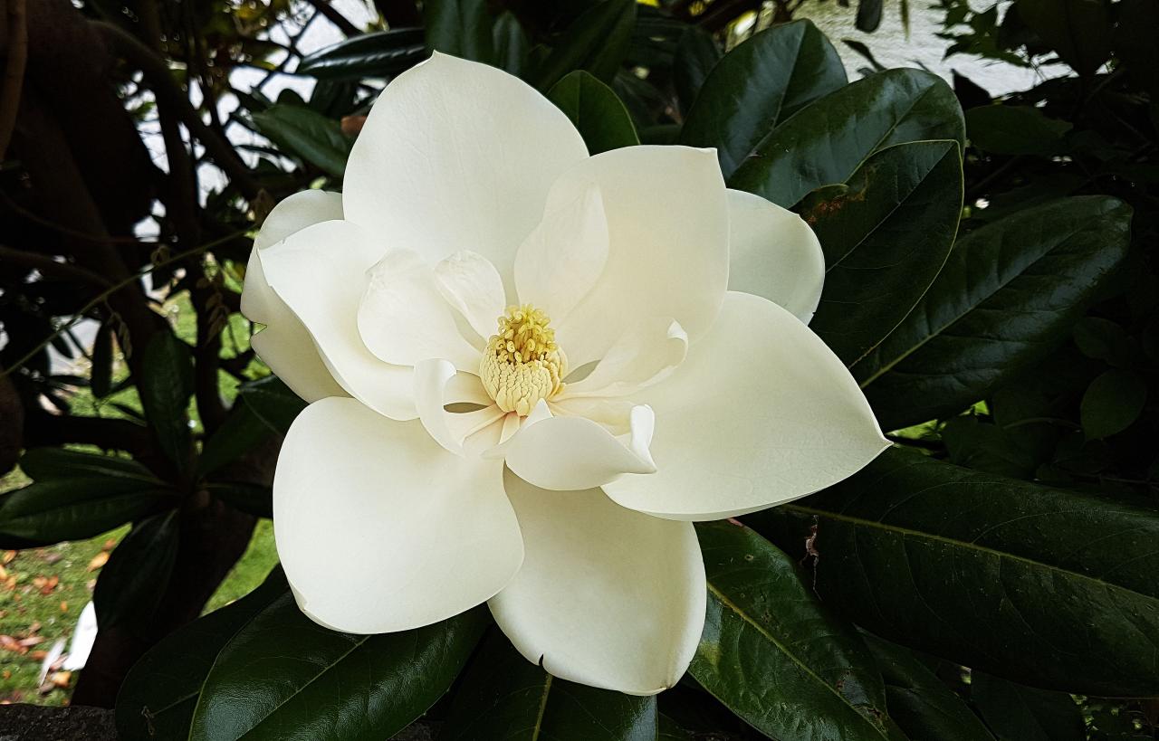 Growing the Sweetbay Magnolia Tree in the Home Garden