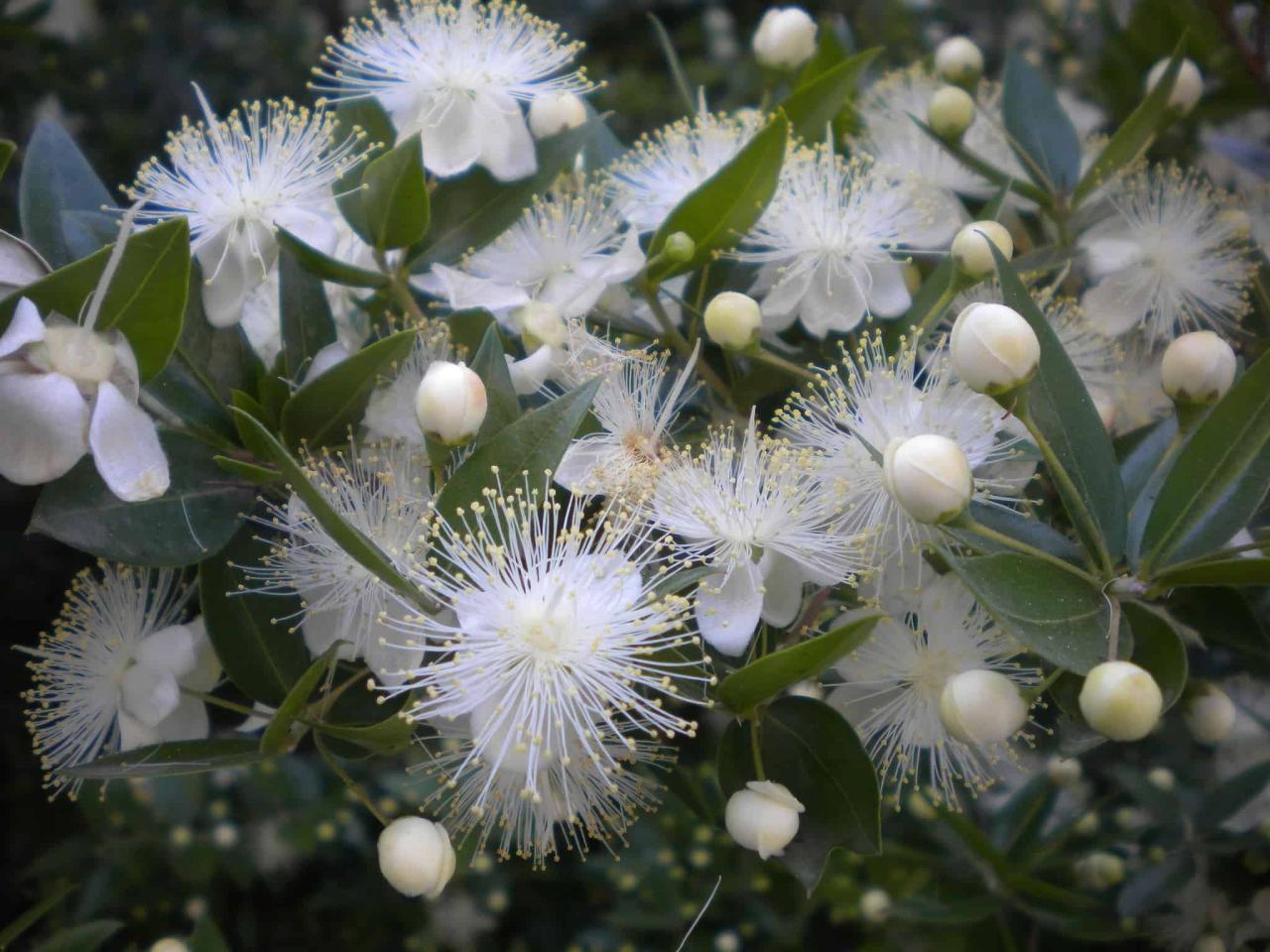 Myrtle - Garden In Delight