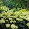 Hydrangea Flower Pink - Free photo on Pixabay - Pixabay