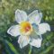 Narcissus 'Flower Record' (Large-Cupped Daffodil)