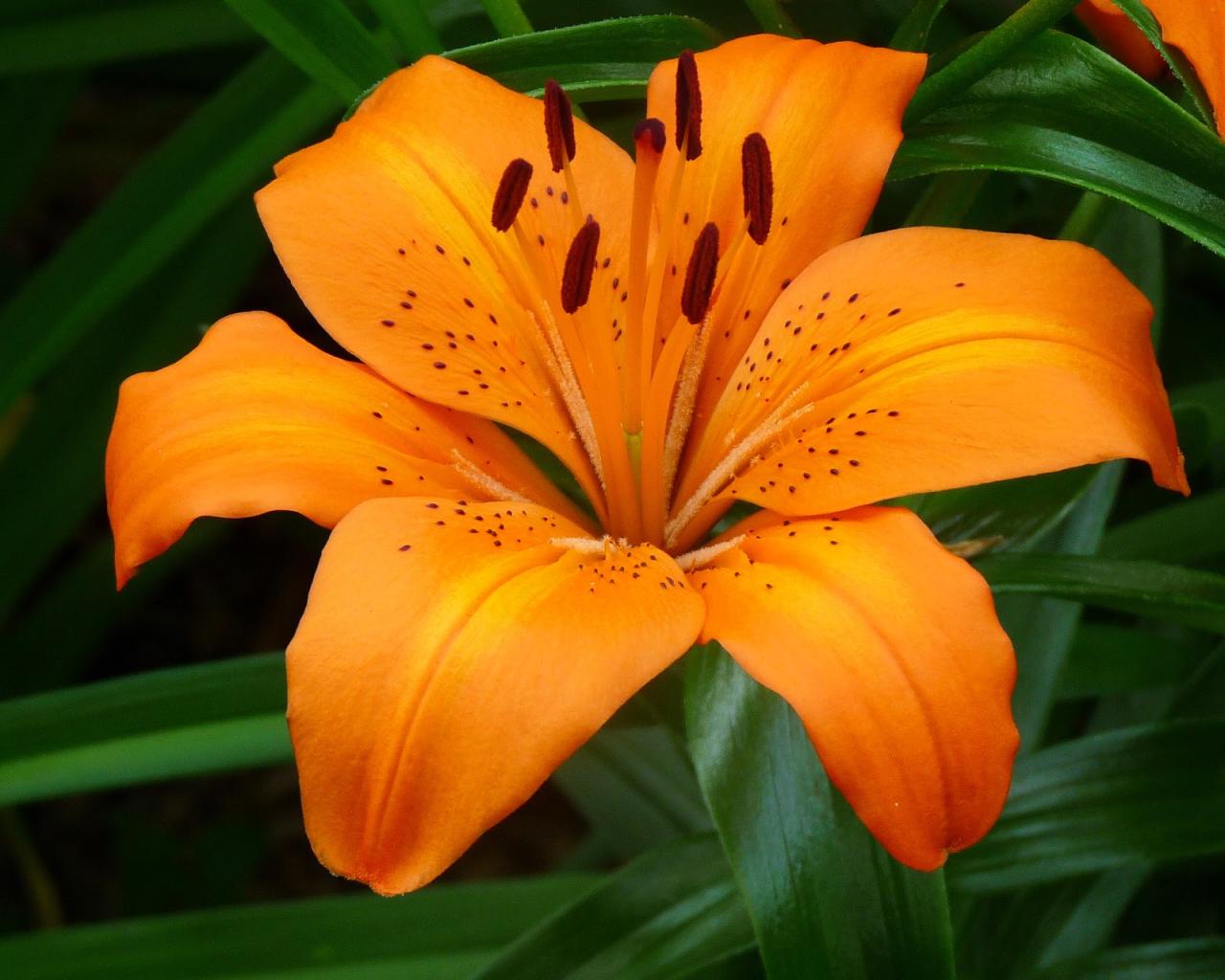 Tiger Lily Flower Pictures - Beautiful Flowers