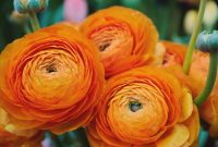 How to Plant, Grow, and Care for Persian Buttercups